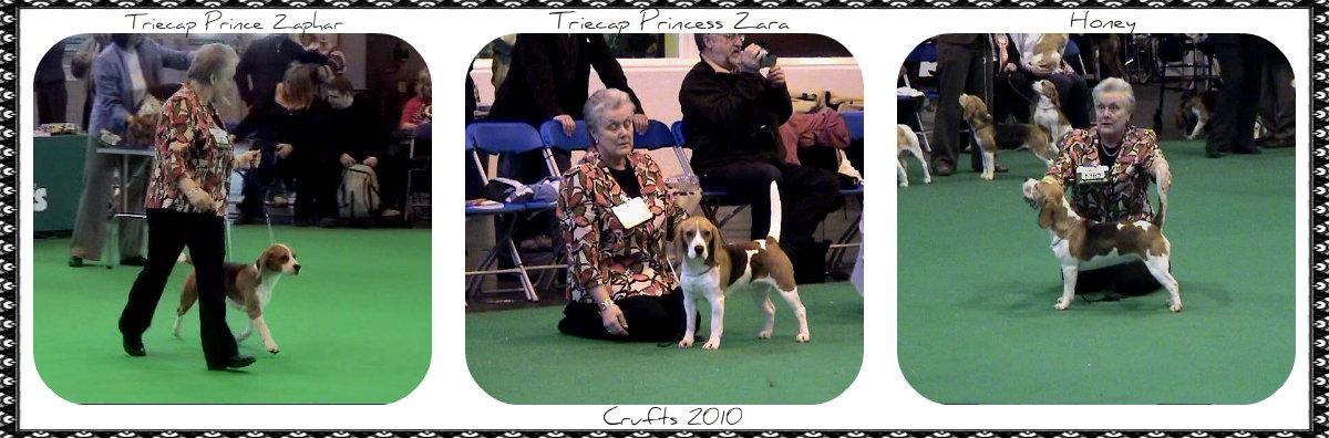 Crufts 2010