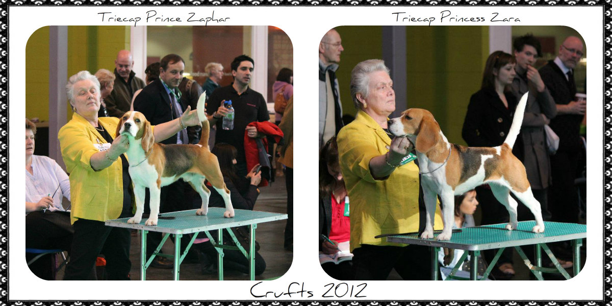 Crufts 2012