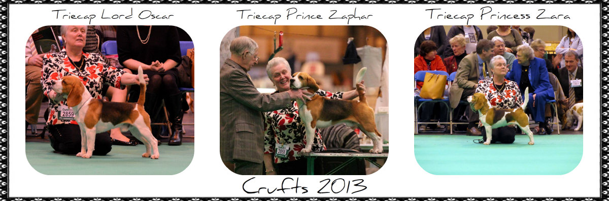 Crufts 2013 x 3