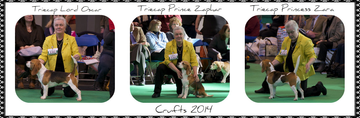 Crufts 2014 a
