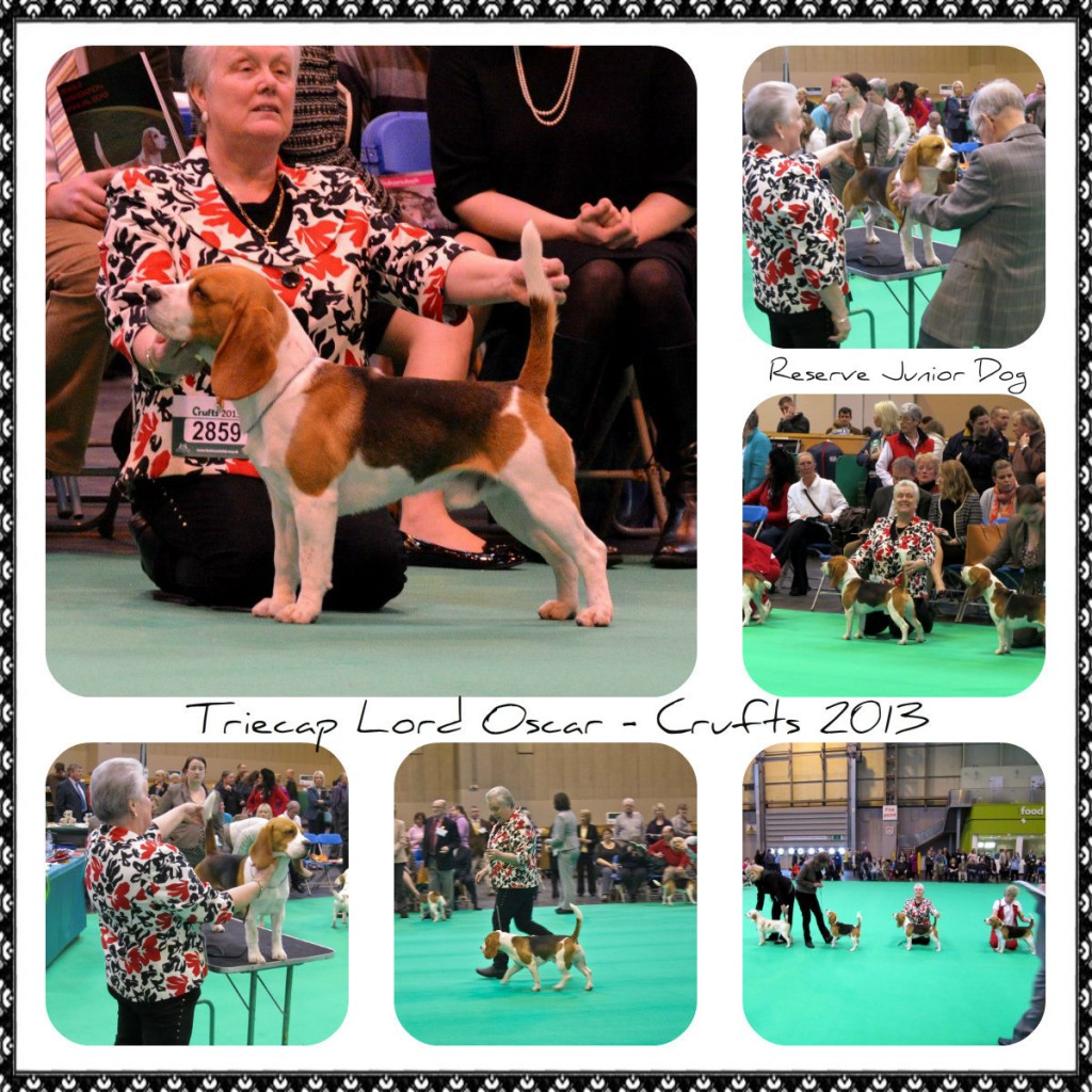 10 Crufts 2013 Oscar