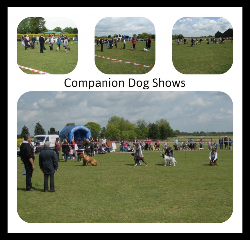 4 Companion Dog Shows