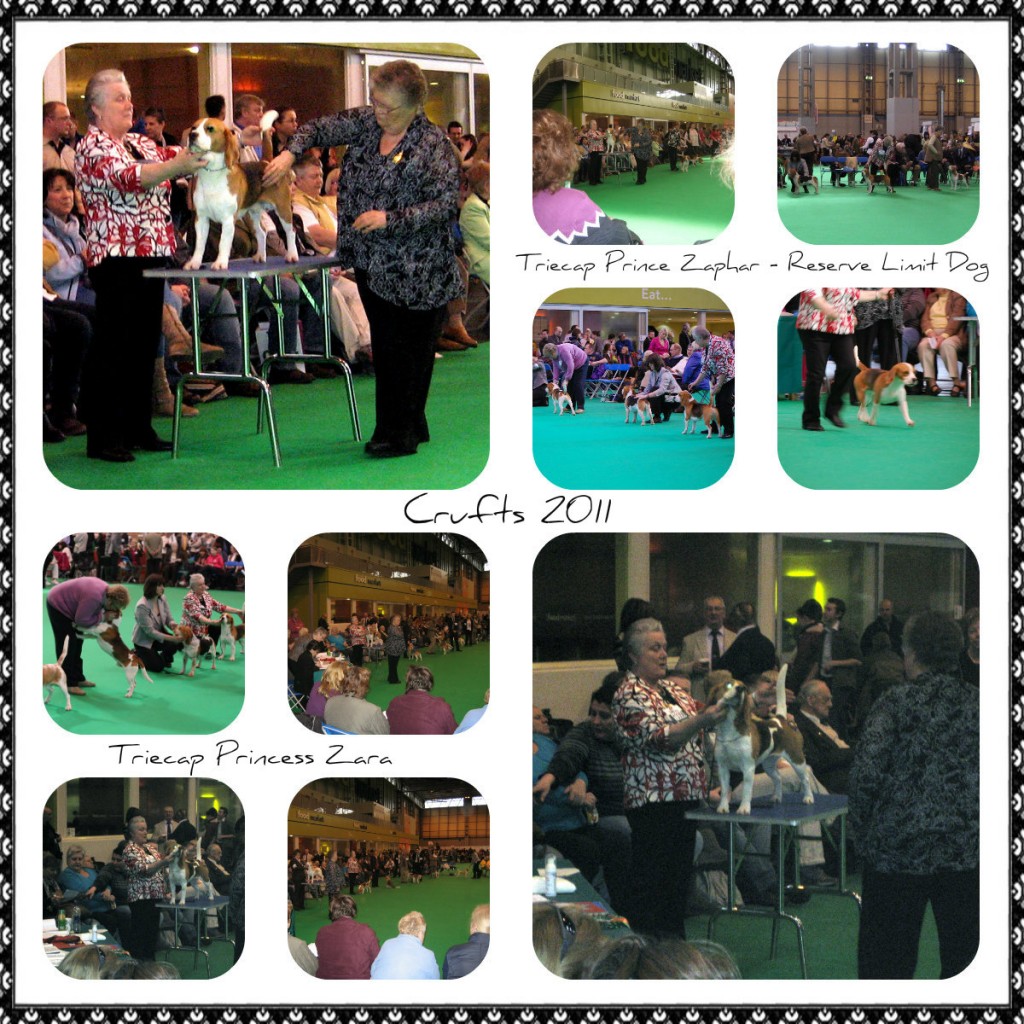 8 Z & Z Crufts 2011 (2)