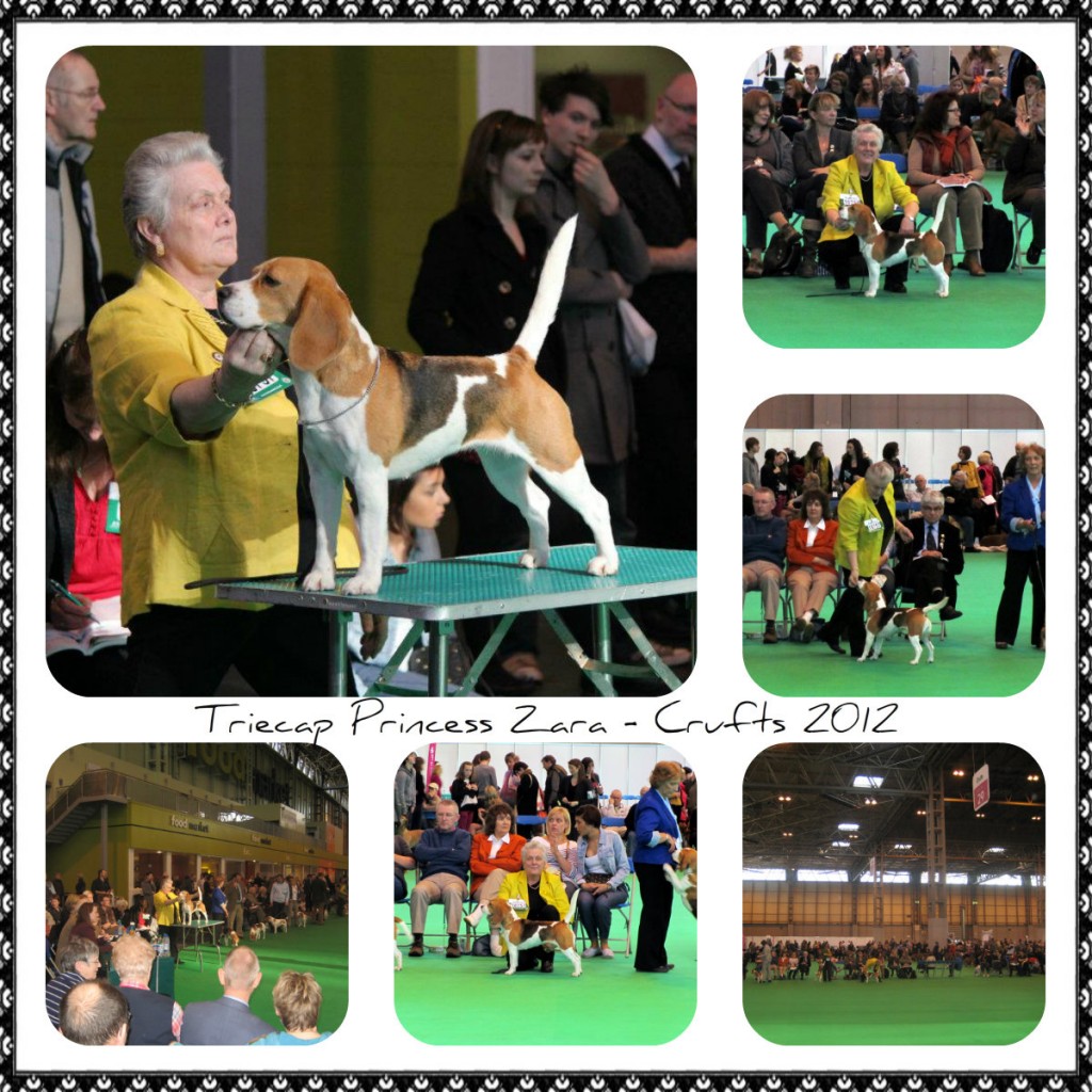 Crufts 2012 Zara