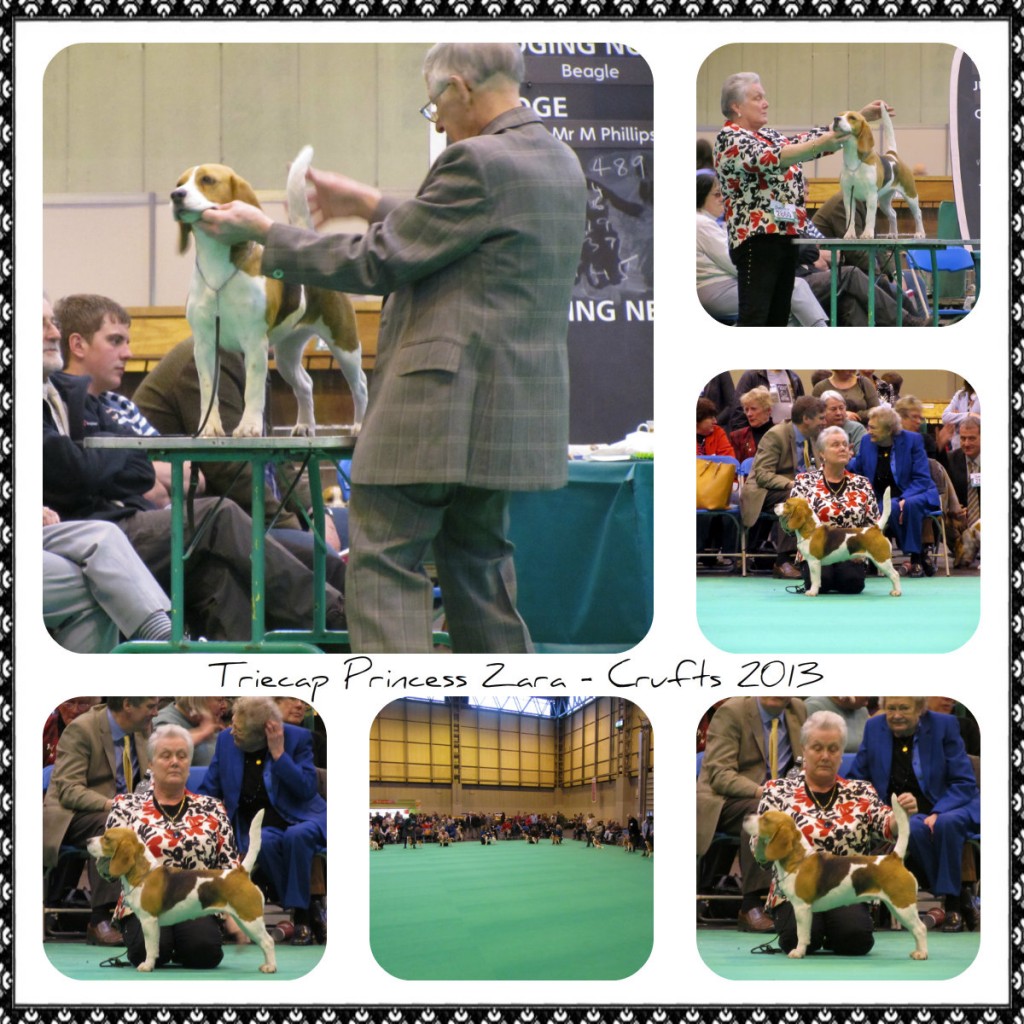 Crufts 2013 Zara