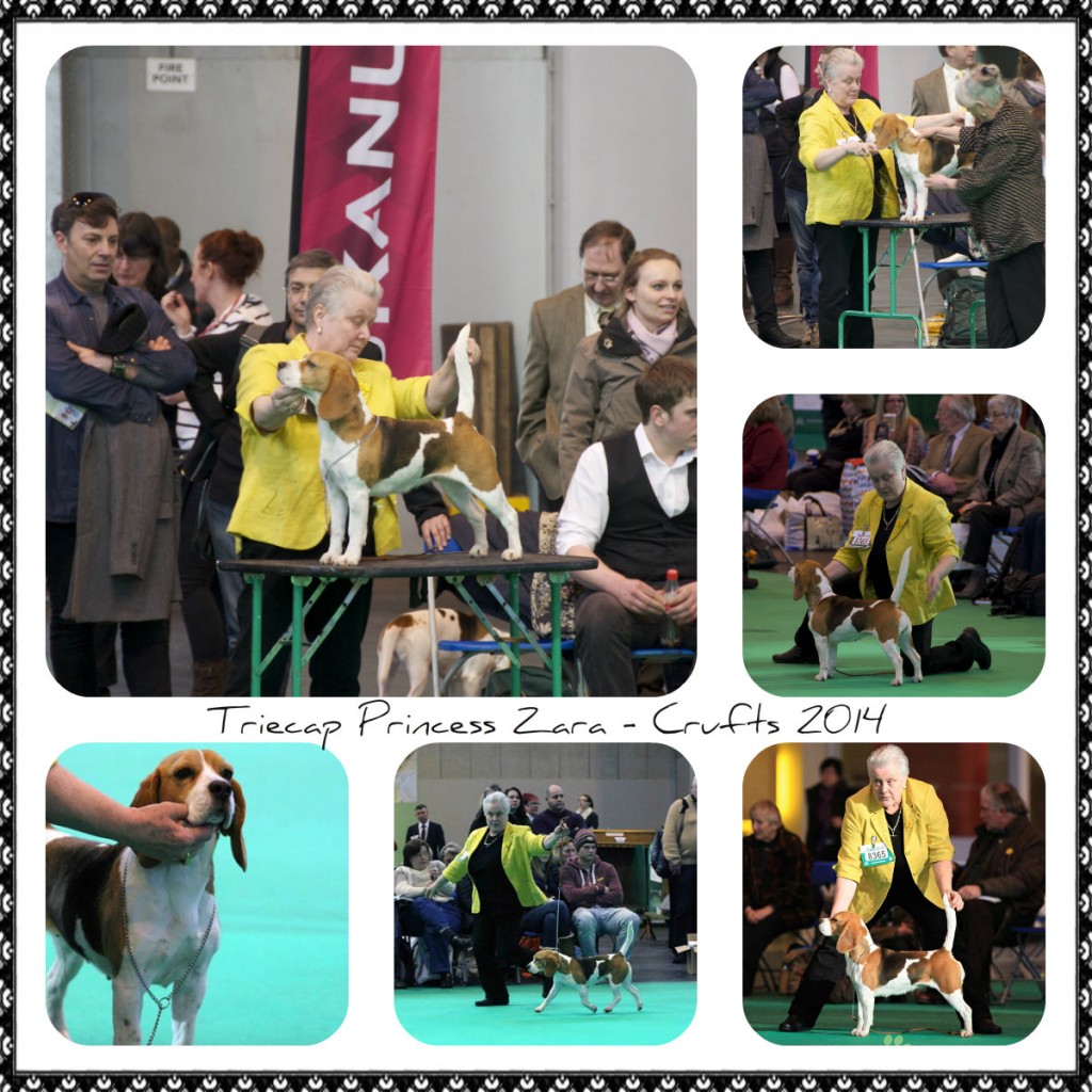 Crufts 2014 Zara 2