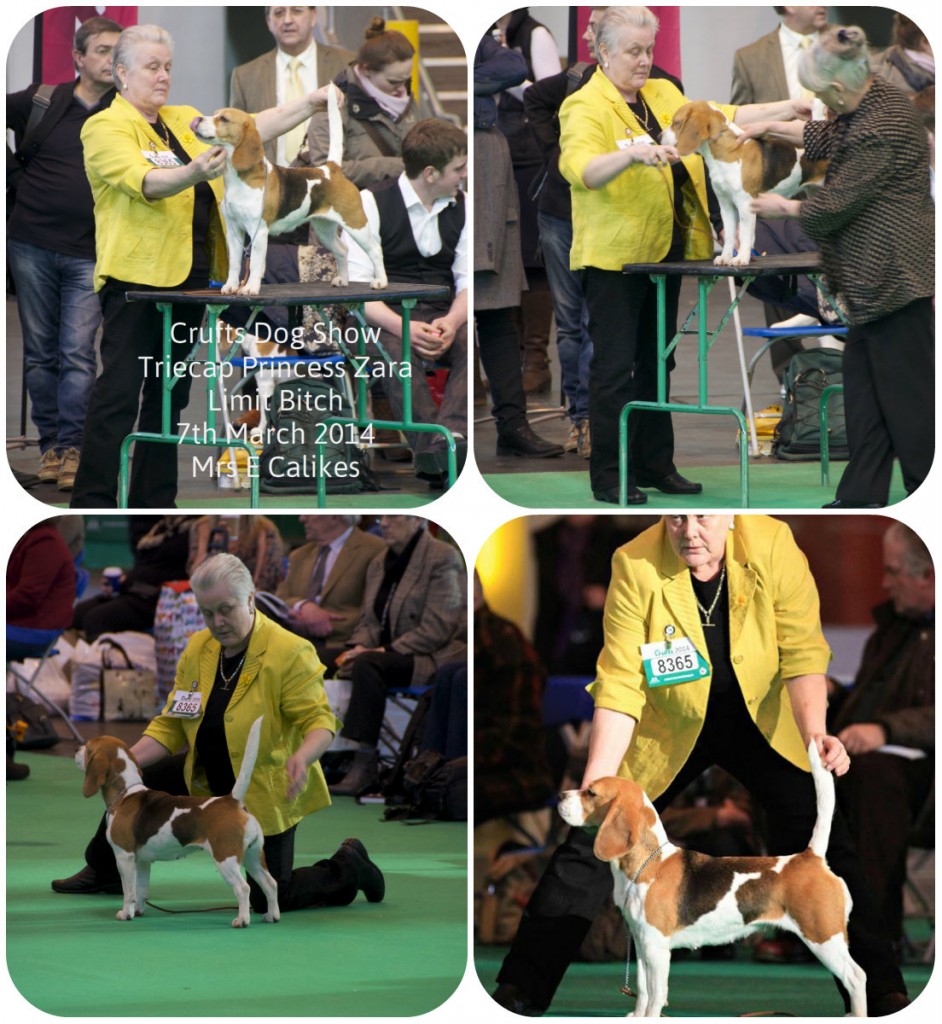 CRUFTS2014