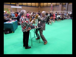 Crufts 2013 2