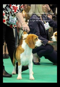 Crufts 2013 3