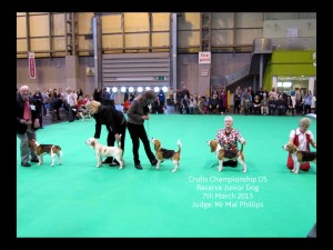 Crufts 2013