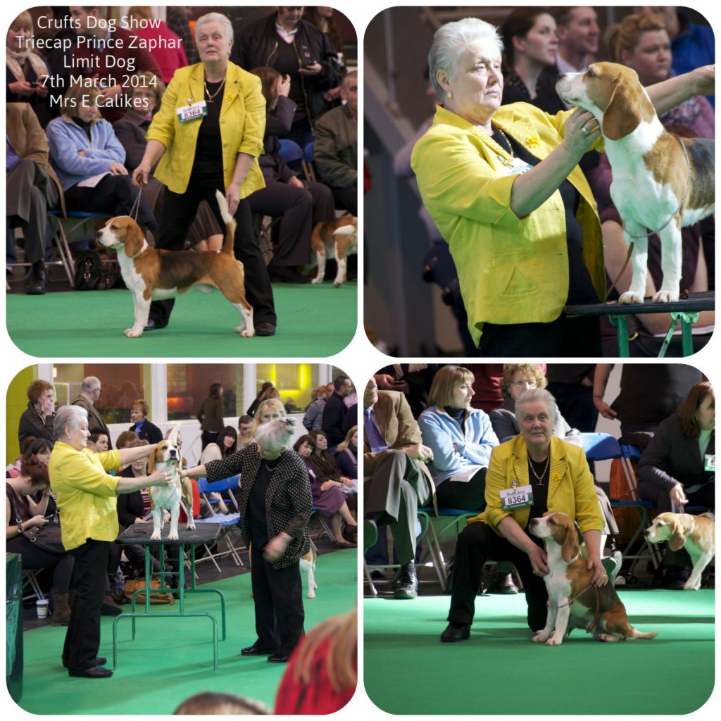 Crufts2014