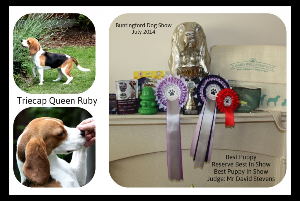 Buntingford Dog Show 27th July 2014