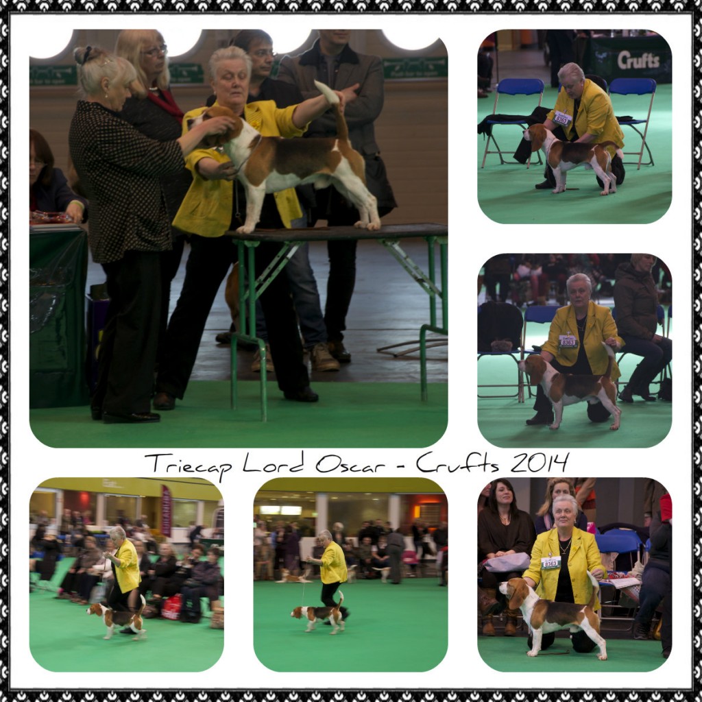 Crufts 2014 Oscar 1