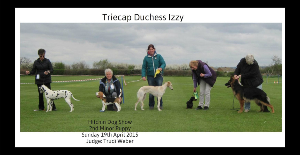 Hitchin Dog Show Izzy One1a