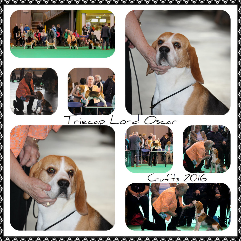 Oscar Crufts 2016