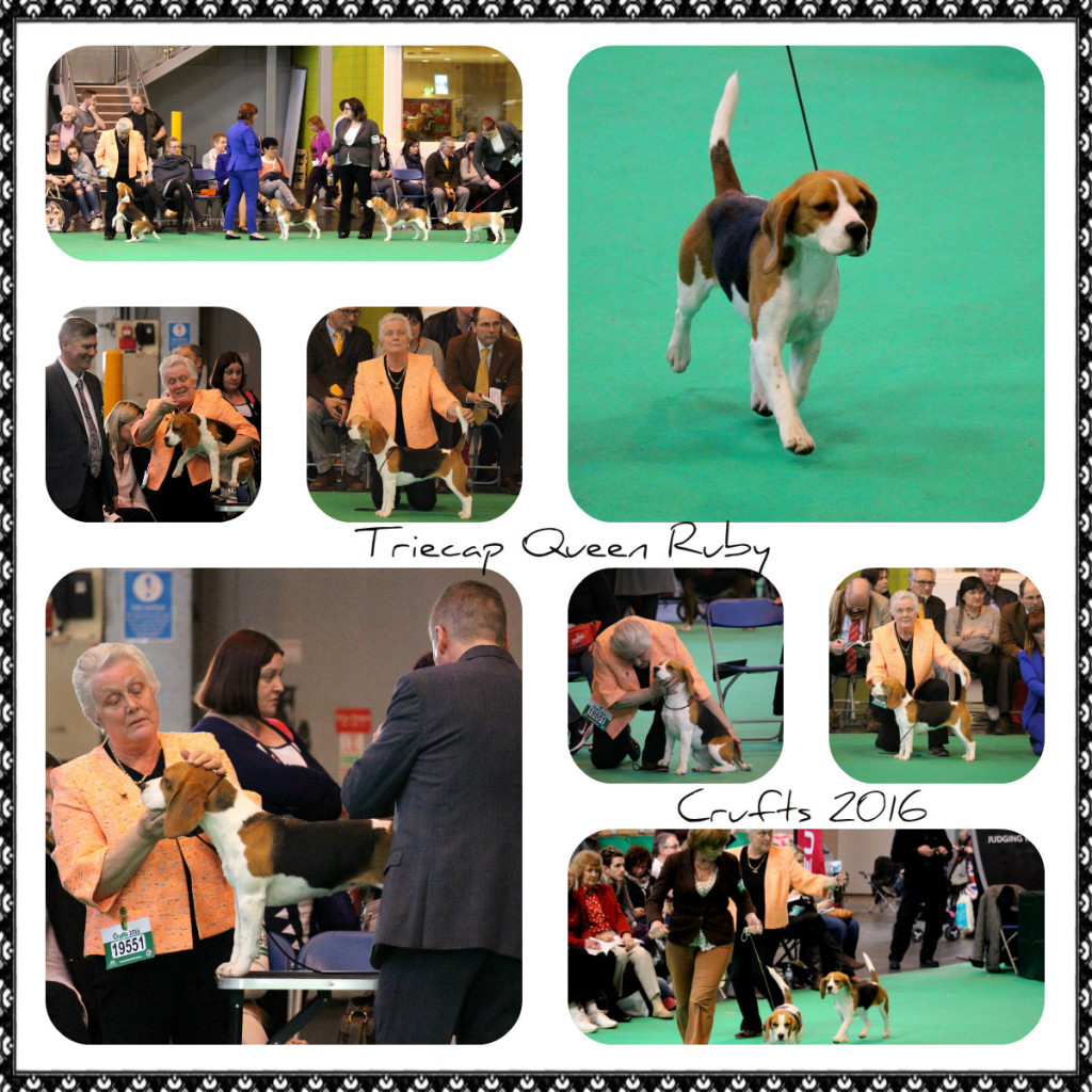 Ruby Crufts 2016