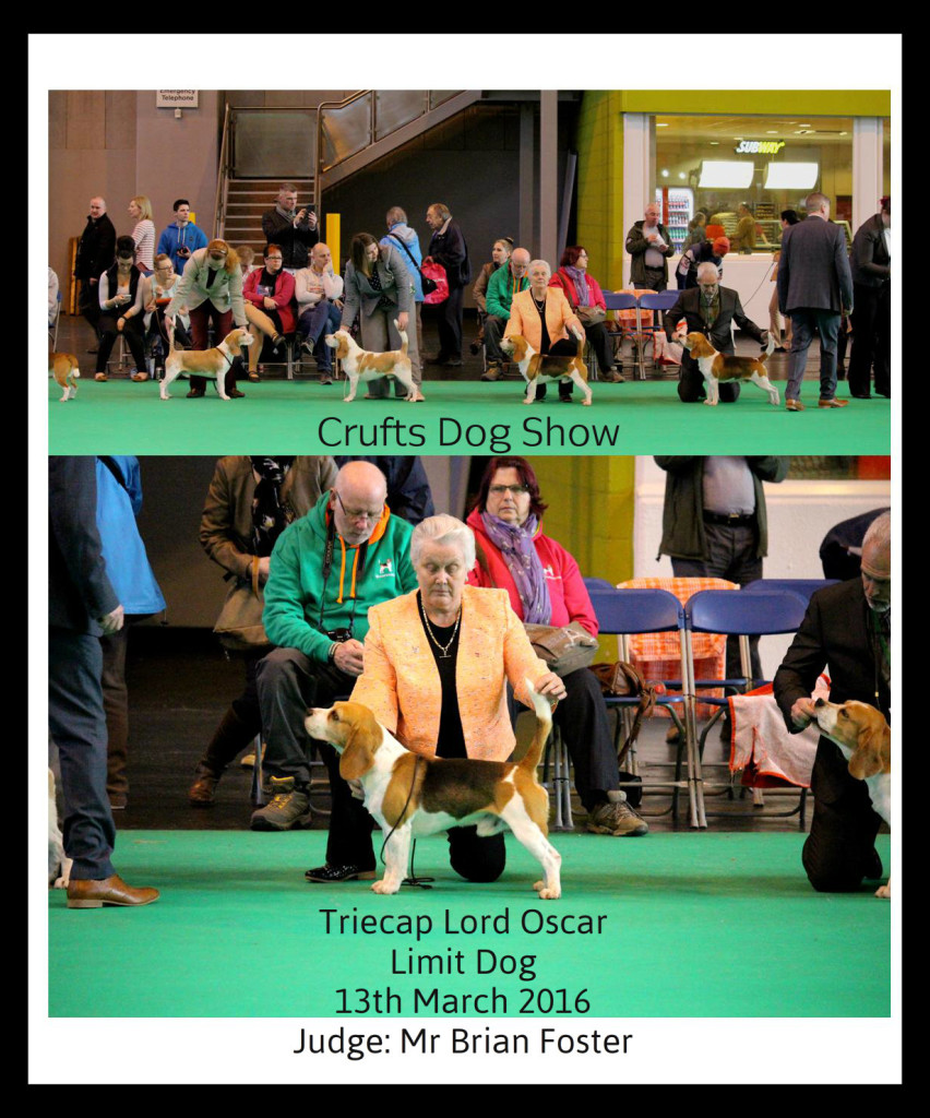 Crufts 2016 Oscar 1